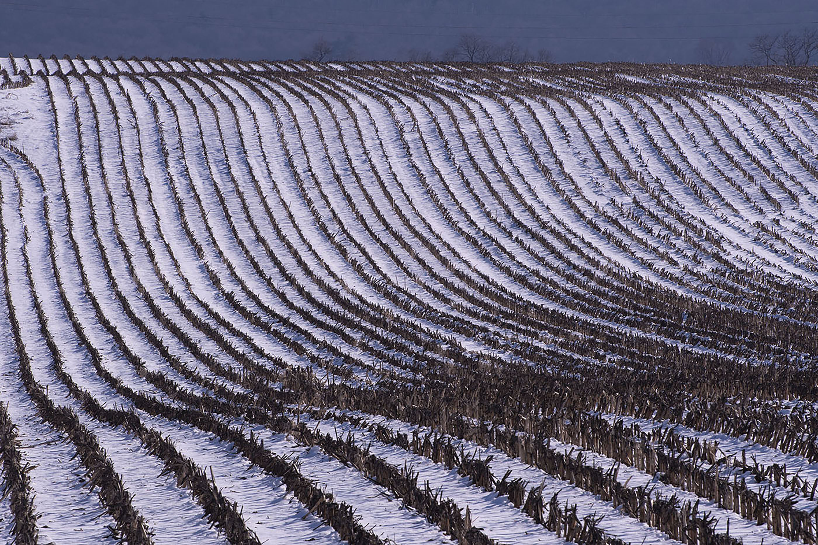 3rd PrizeAssigned Pictorial In Class 2 By Larry Stamm For Patterned Field OCT-2024.jpg